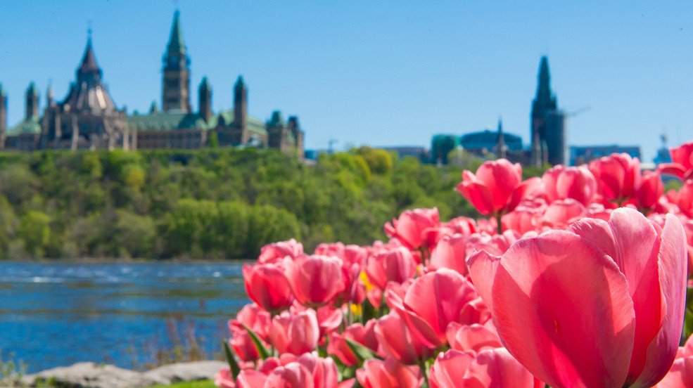 tulipfest-ottawatourism